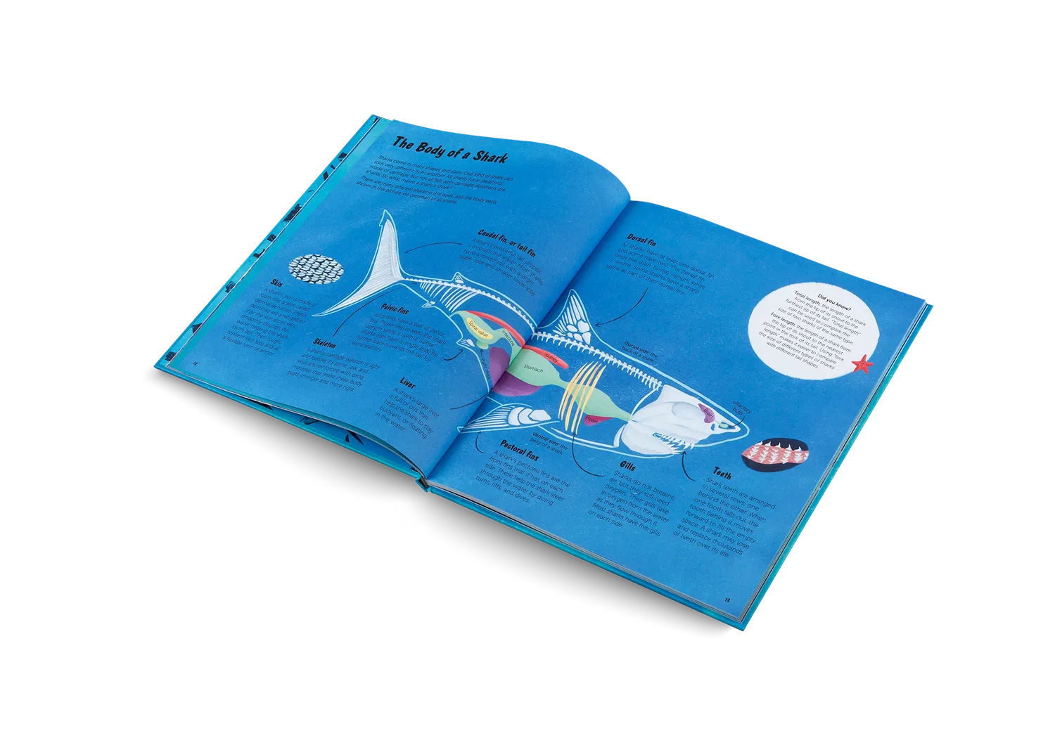 Gestalten The World of Sharks Kinderbuch Haie