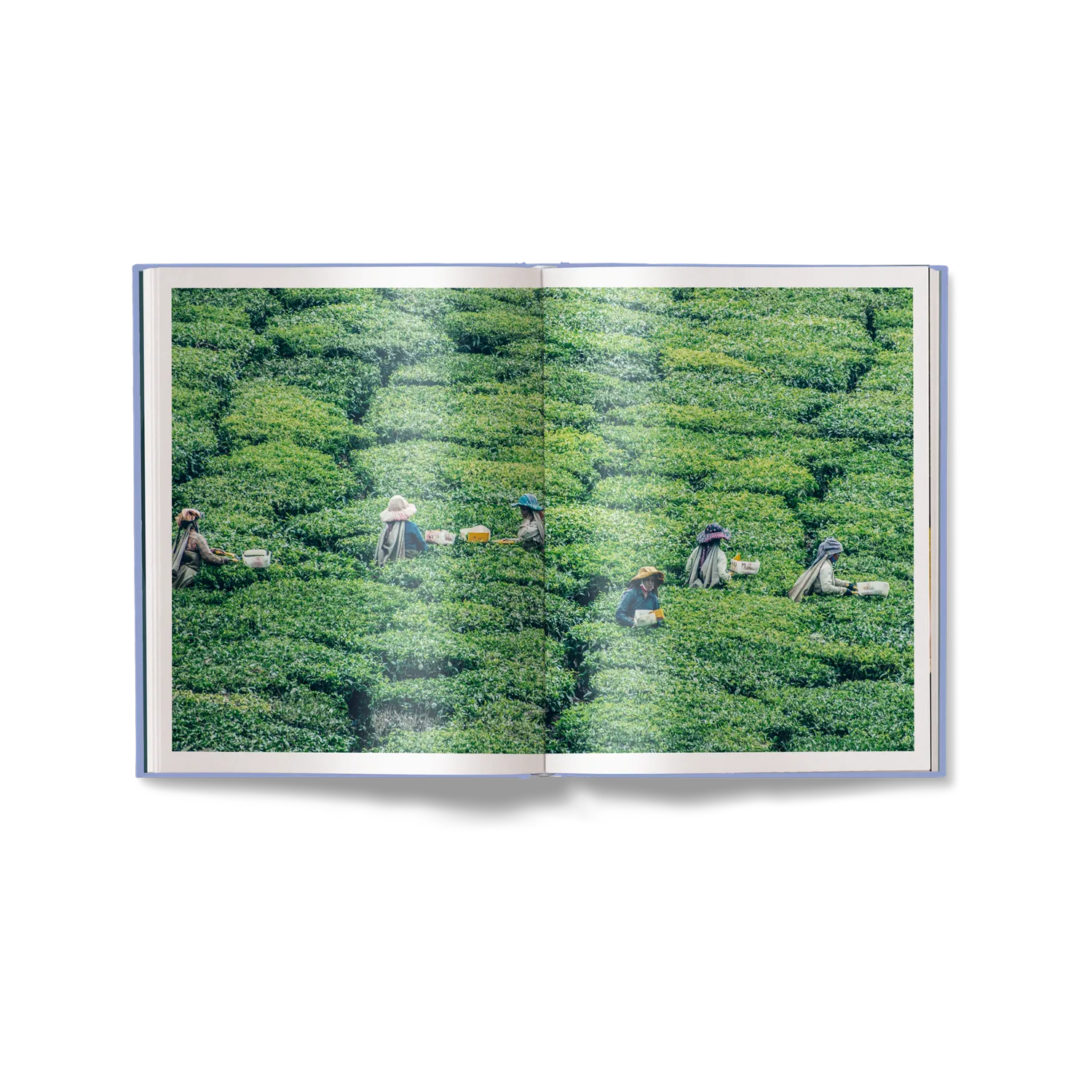 Gestalten Charming Tea Rooms Bildband Deutsche Ausgabe Tee