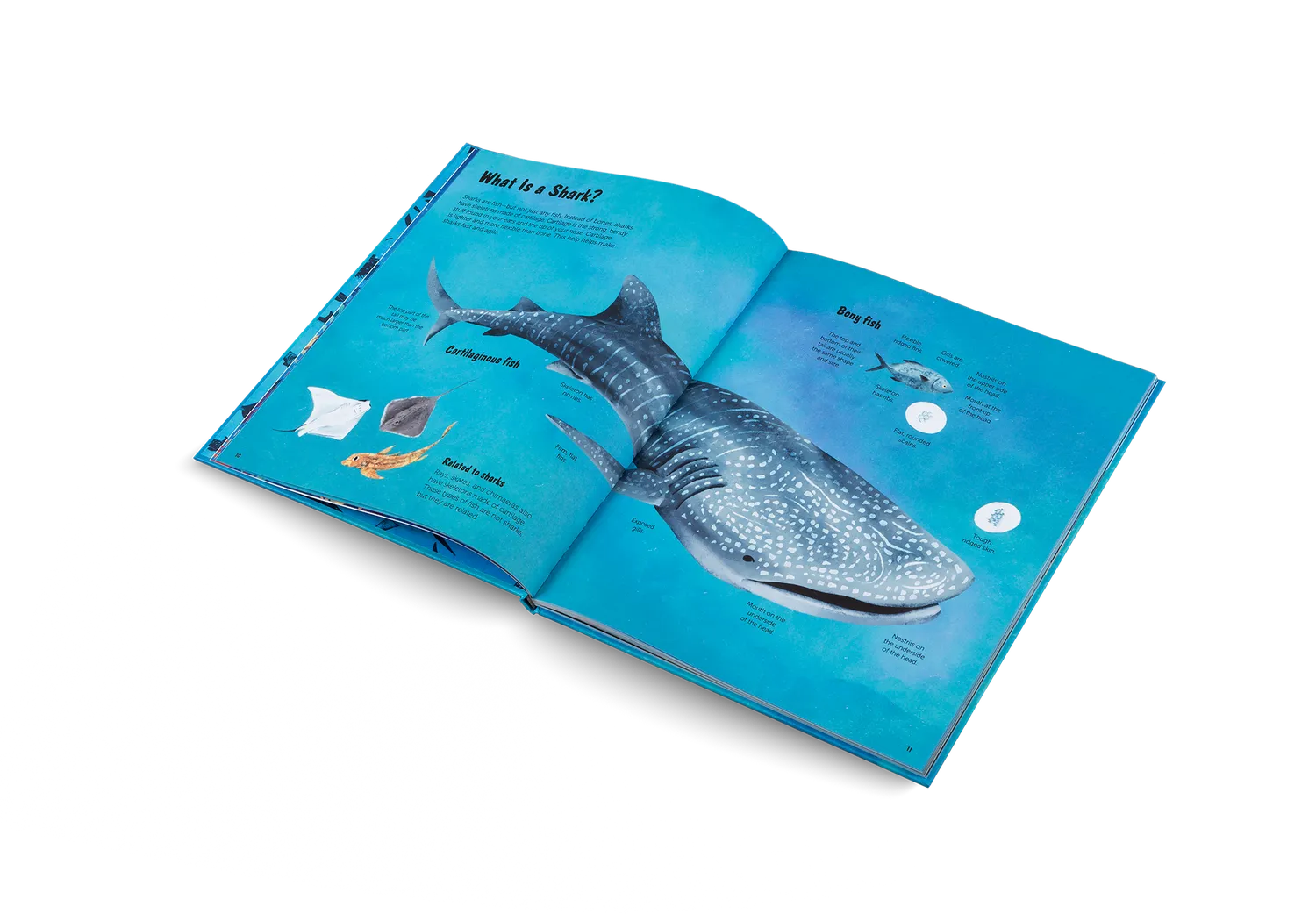 Gestalten The World of Sharks Kinderbuch Haie