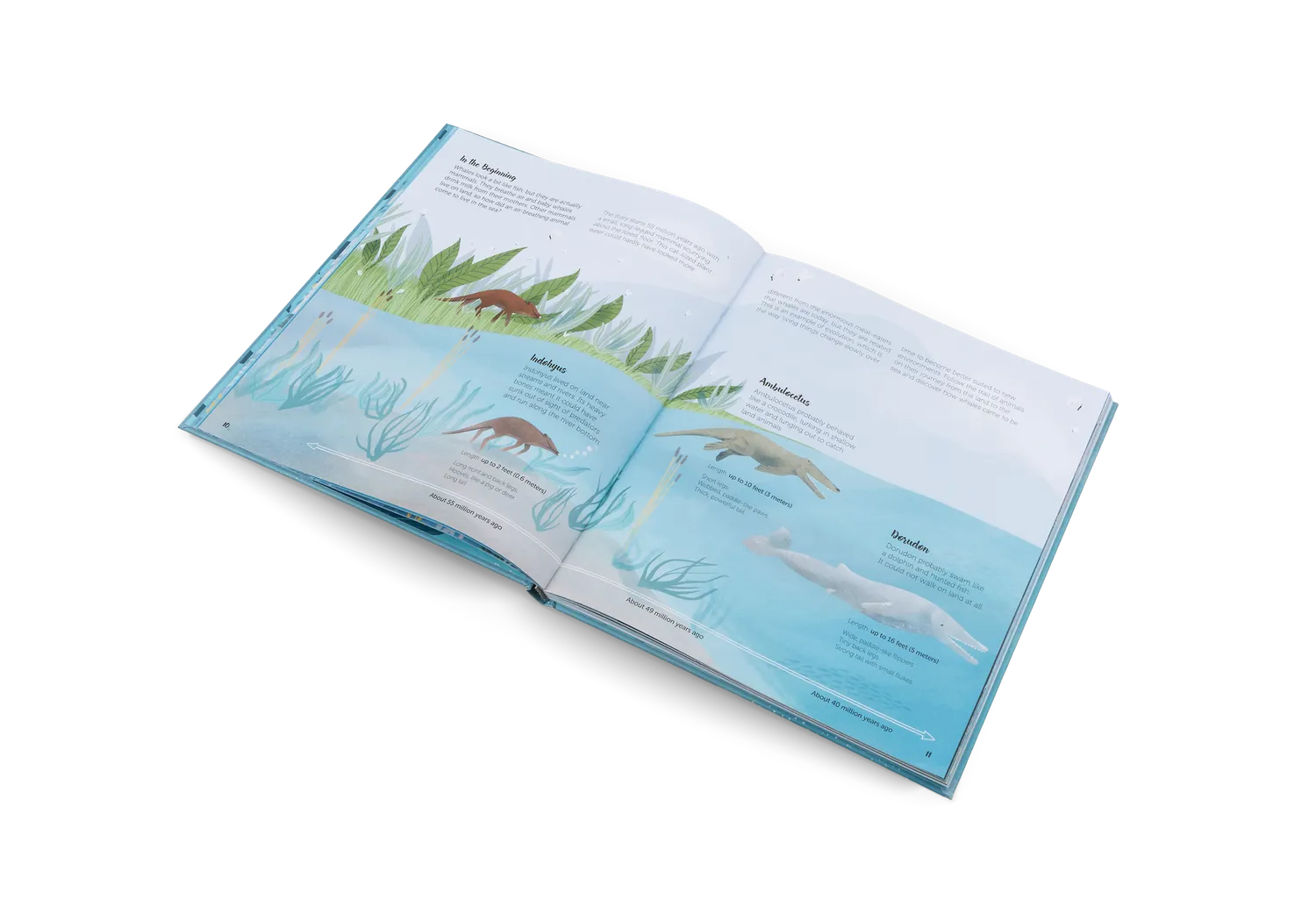 Gestalten The World of Whales Kinderbuch Wale 5-7 Jahre