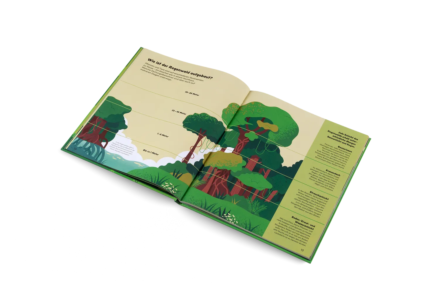 Kleine Gestalten Entdecke den Regenwald Sachbuch 7-11 Jahre