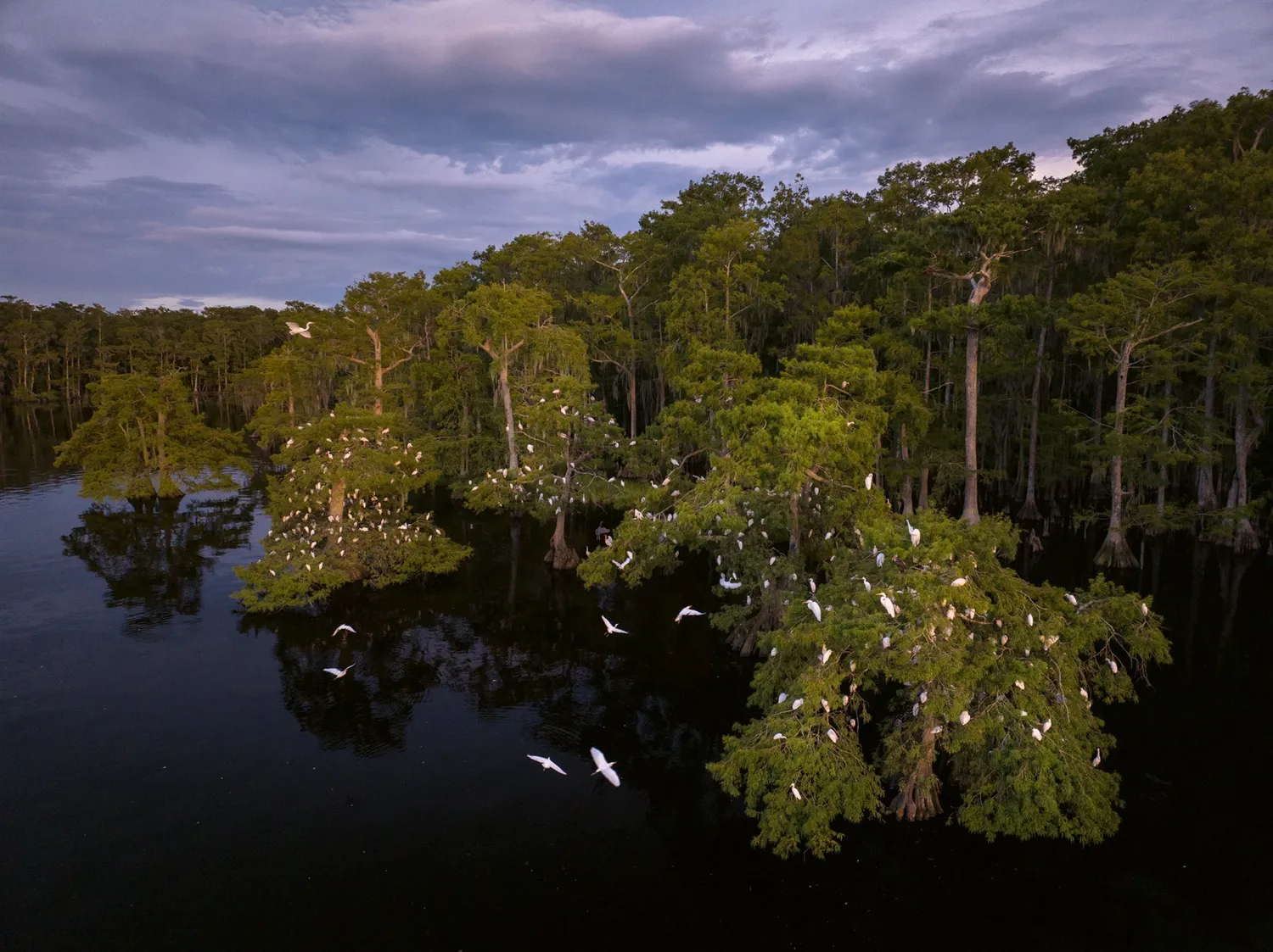 Gestalten American Amazon Bildband Naturfotografie Everglades