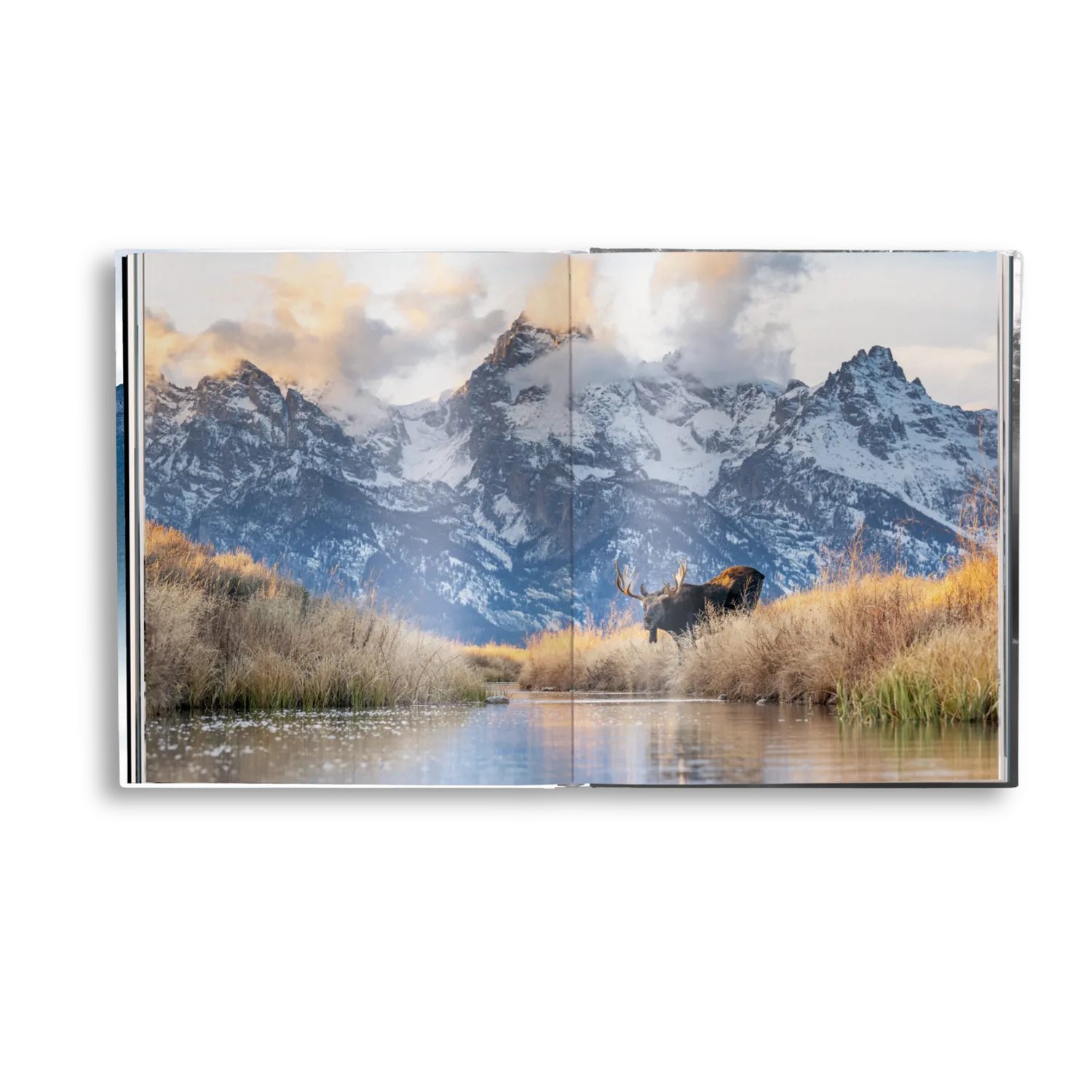 Gestalten Creation Bildband Tierfotografie Harry Skeggs