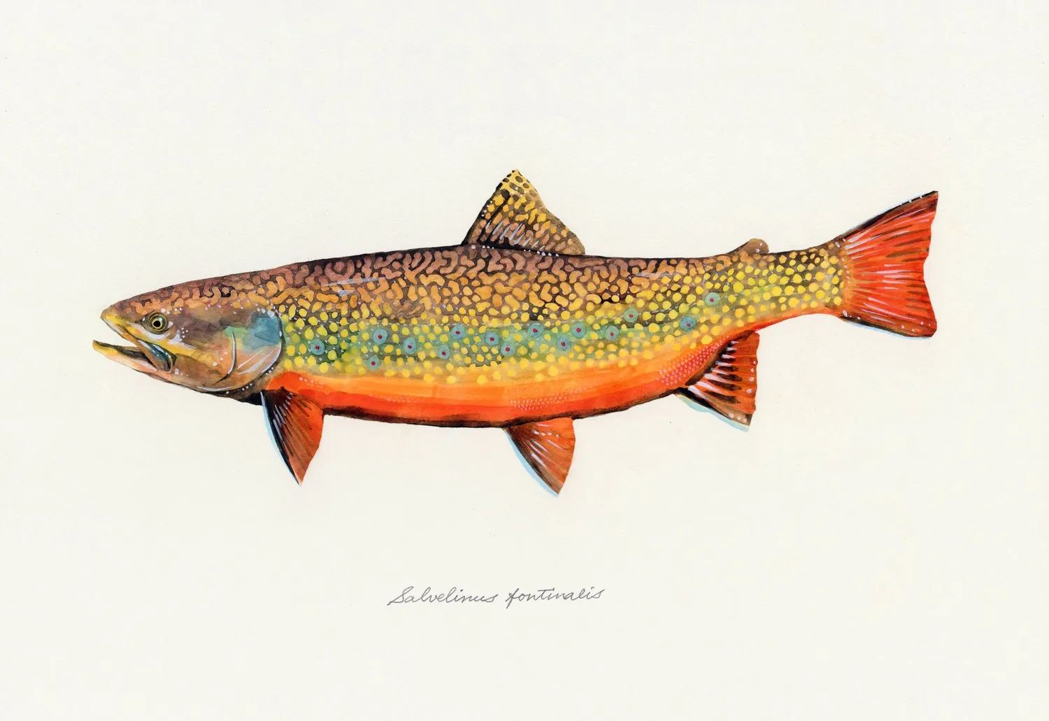 Gestalten The Fly Fisher Bildband Fliegenfischen Natur