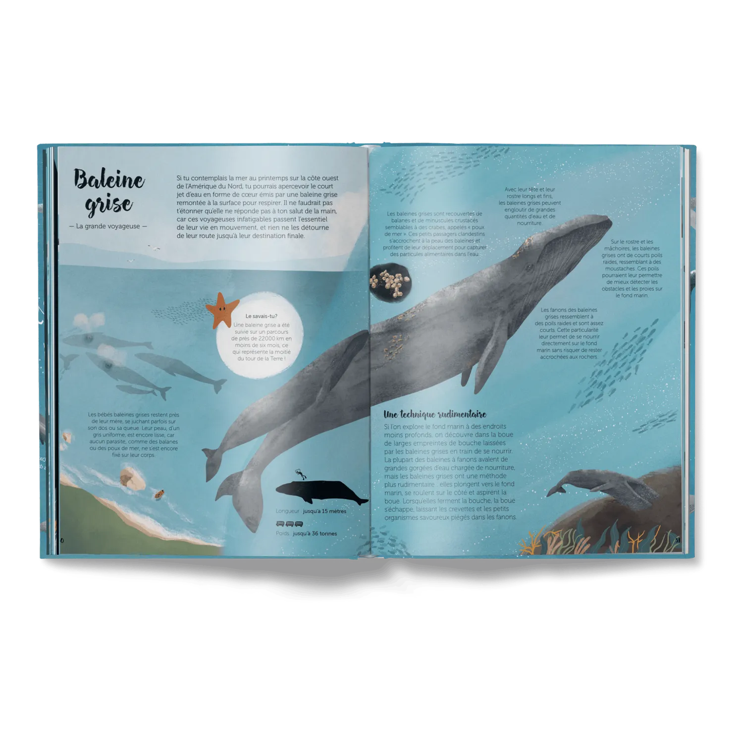 Little Gestalten Le Monde des Baleines Kinderbuch Wale französisch
