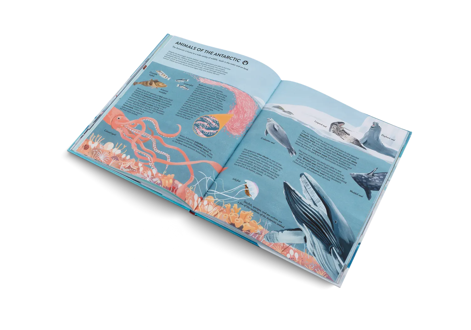 Gestalten Penguins and Polar Bears Sachbuch Polarwissen