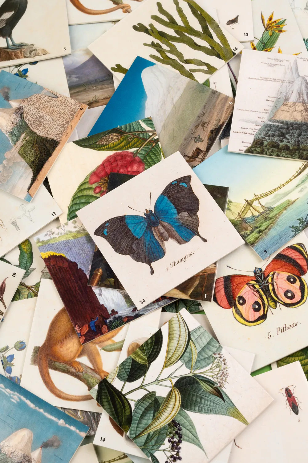 Seemann Henschel Alexander von Humboldt Memo Naturmotive