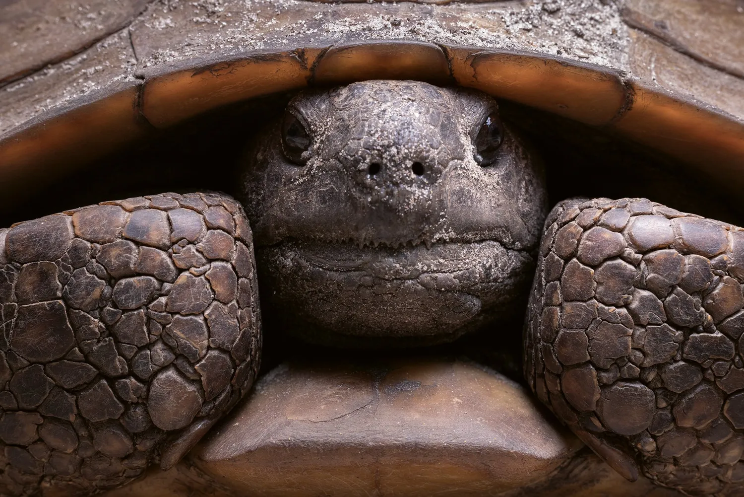 Gestalten American Amazon Bildband Naturfotografie Everglades