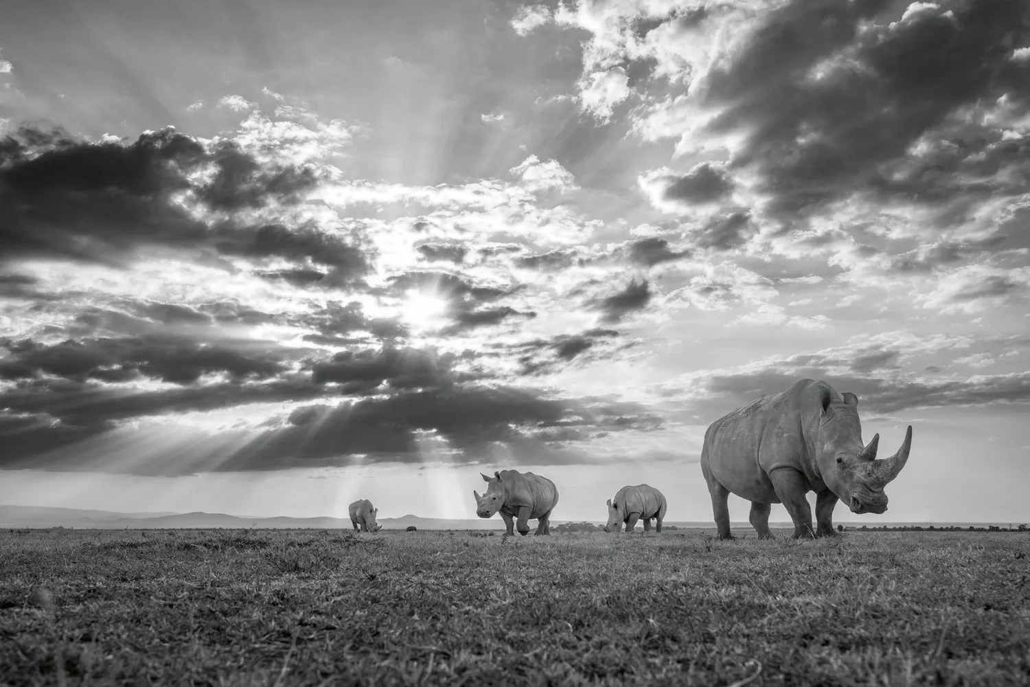teNeues Creation Bildband Tierfotografie Harry Skeggs