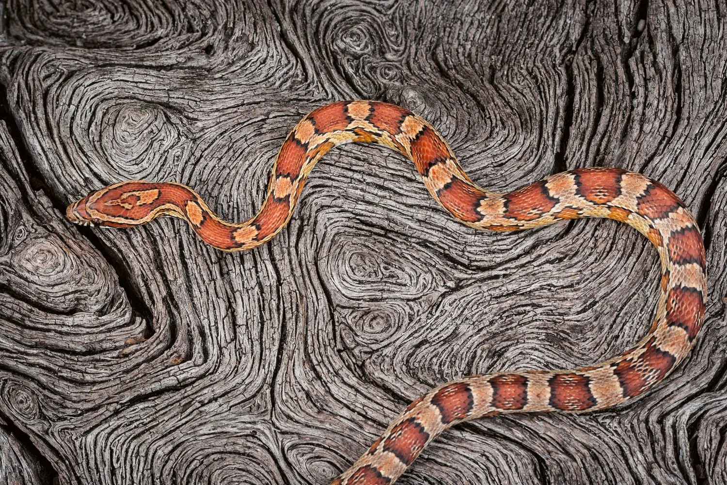 Gestalten American Amazon Bildband Naturfotografie Everglades