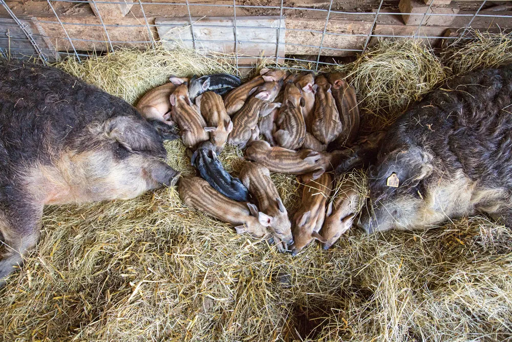 gestalten Farmlife Bildband Rezepte vom Hof gebunden