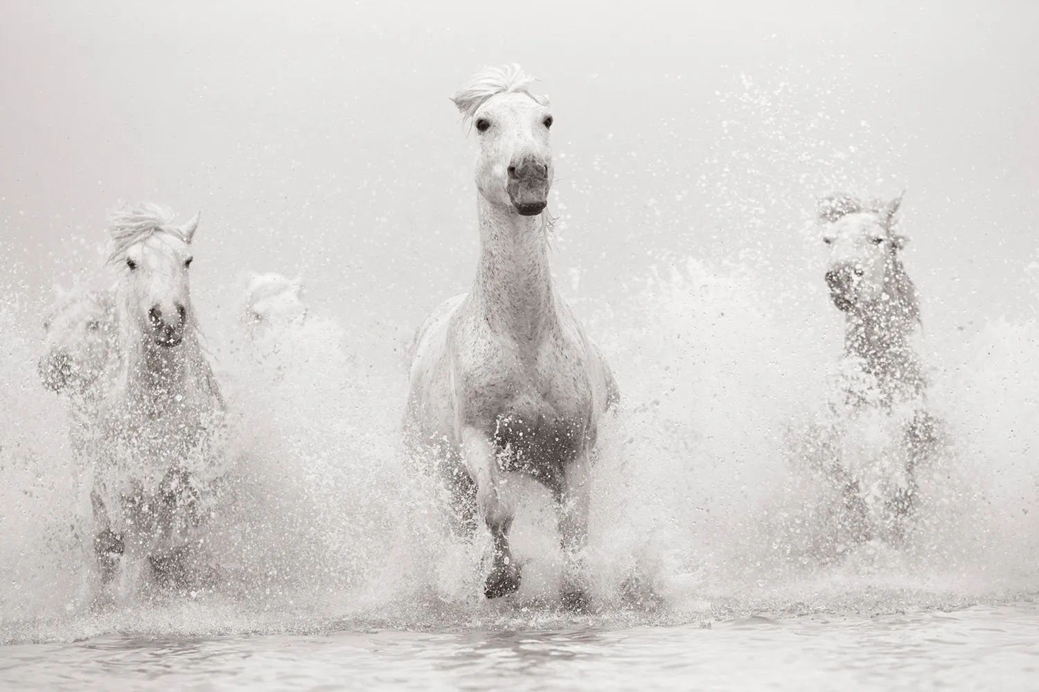 teNeues Untamed Spirits Bildband Pferde Wildpferde