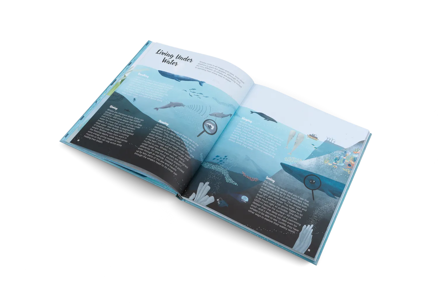 Gestalten The World of Whales Kinderbuch Wale 5-7 Jahre