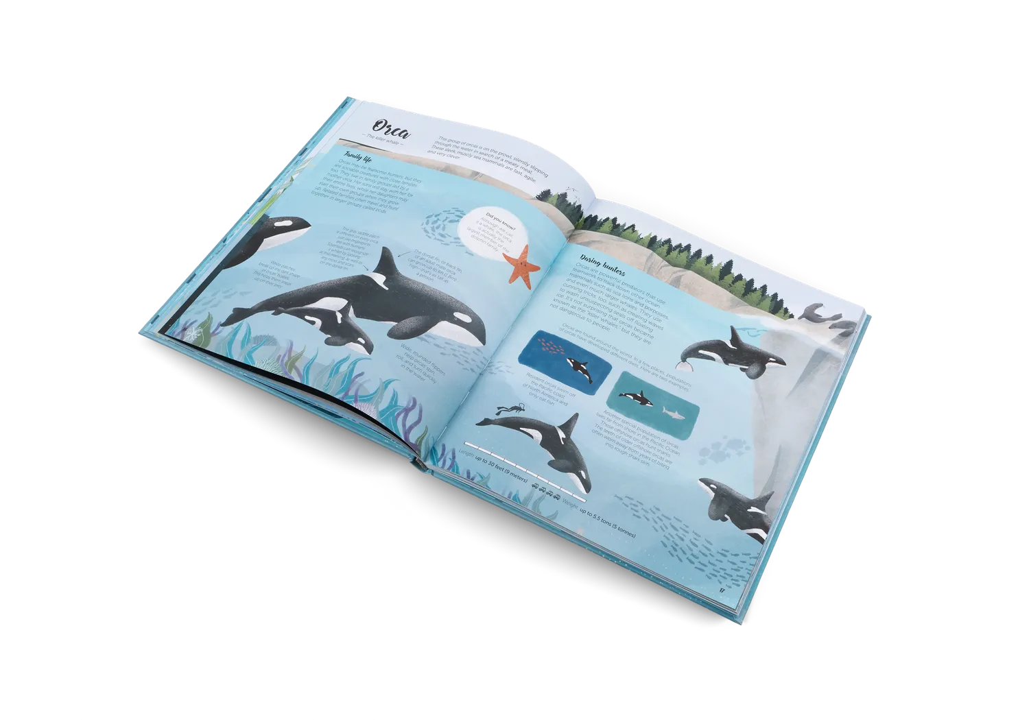 Gestalten The World of Whales Kinderbuch Wale 5-7 Jahre