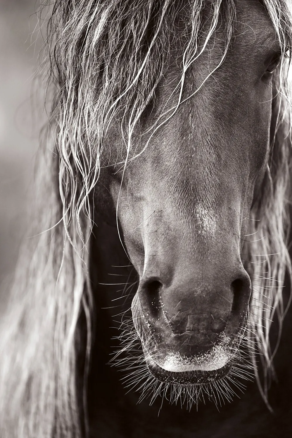 teNeues Untamed Spirits Bildband Pferde Wildpferde