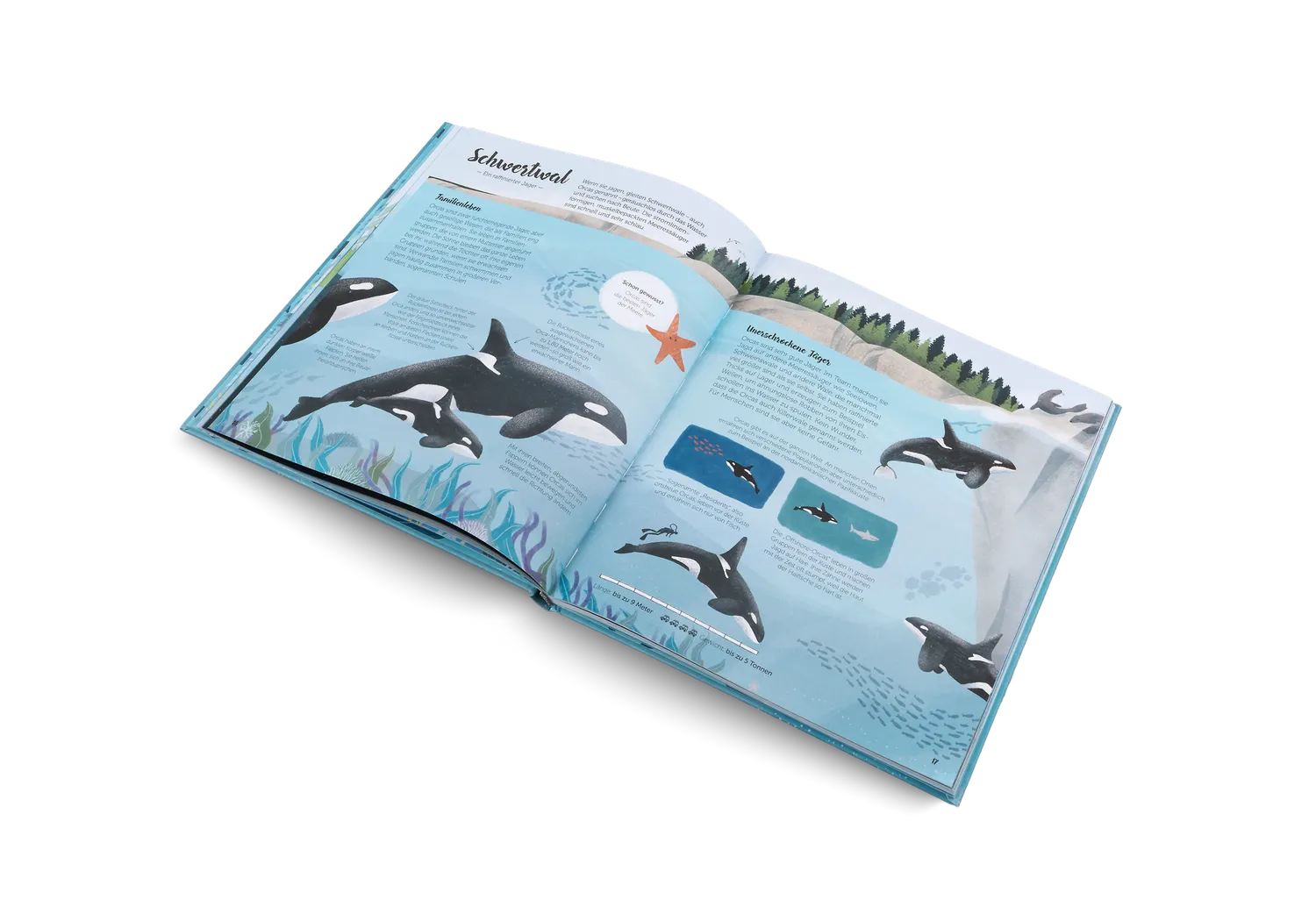Little Gestalten Die Welt der Wale Sachbuch 5-7 Jahre