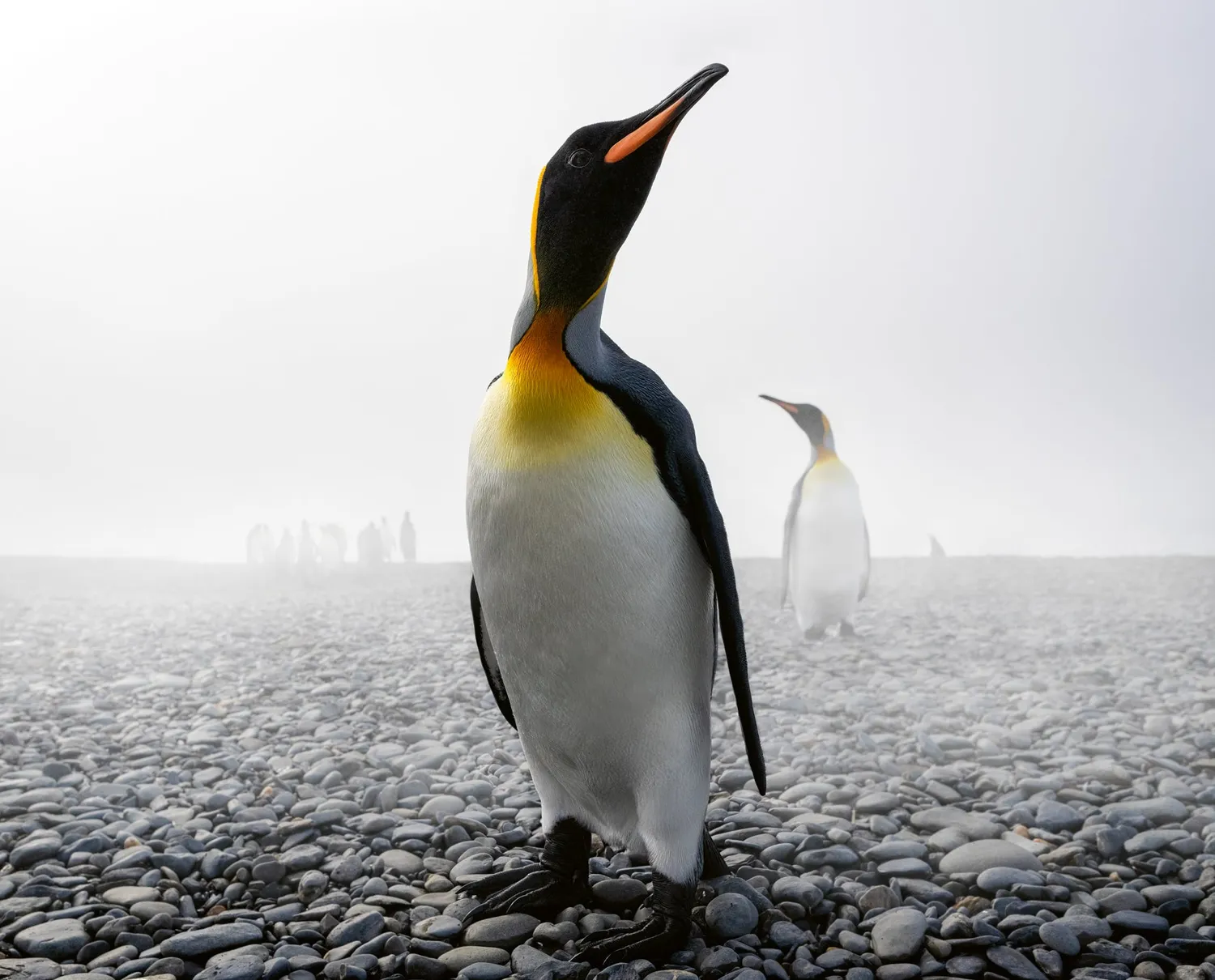 teNeues Creation Bildband Tierfotografie Harry Skeggs