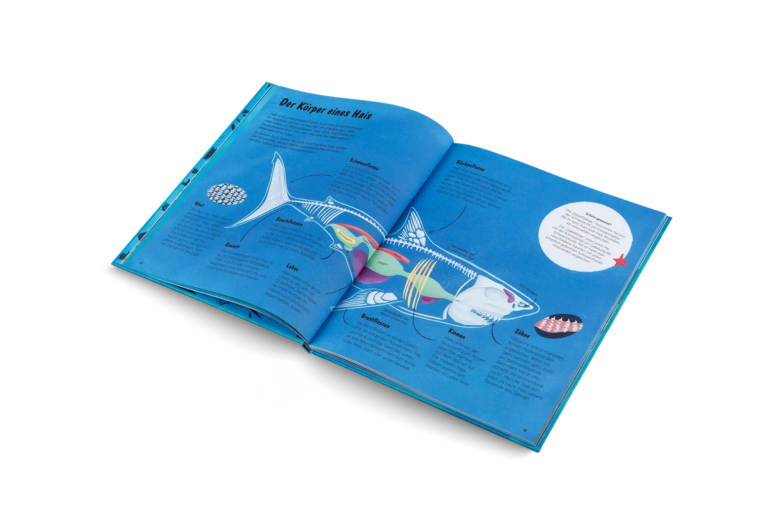 Kleine Gestalten Die Welt der Haie Kinderbuch Deutsch 5-7