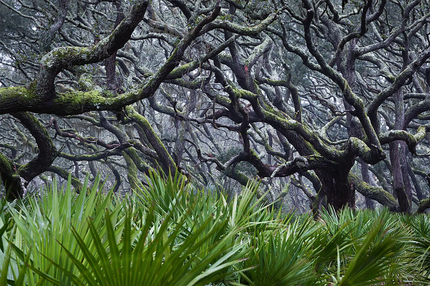 Gestalten American Amazon Bildband Naturfotografie Everglades