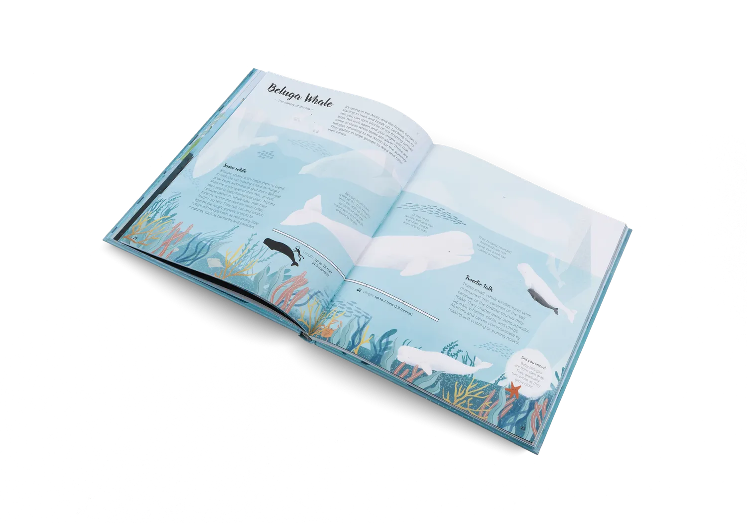Gestalten The World of Whales Kinderbuch Wale 5-7 Jahre