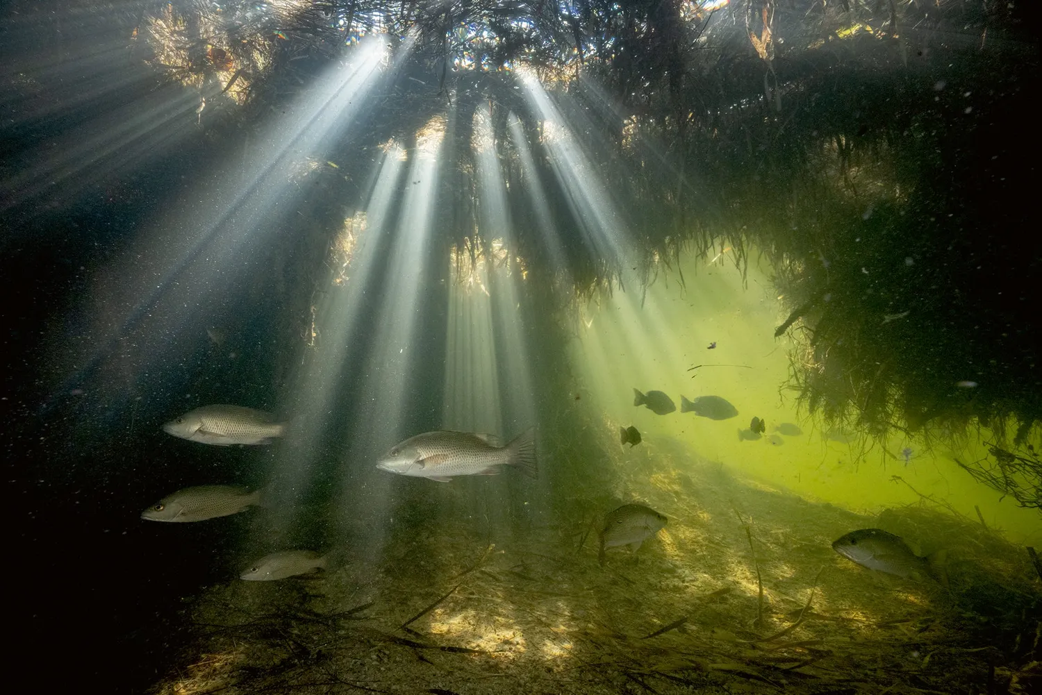 Gestalten American Amazon Bildband Naturfotografie Everglades