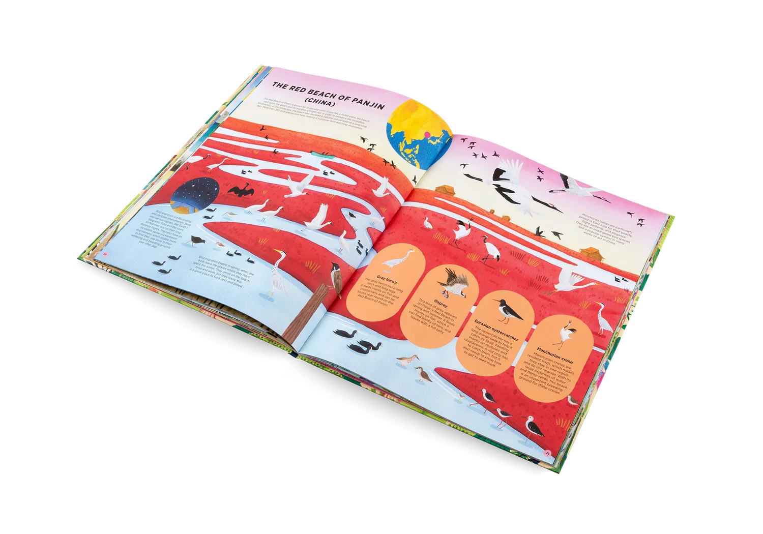 Little Gestalten Animals Everywhere Kinderbuch Artenvielfalt 7 Jahre
