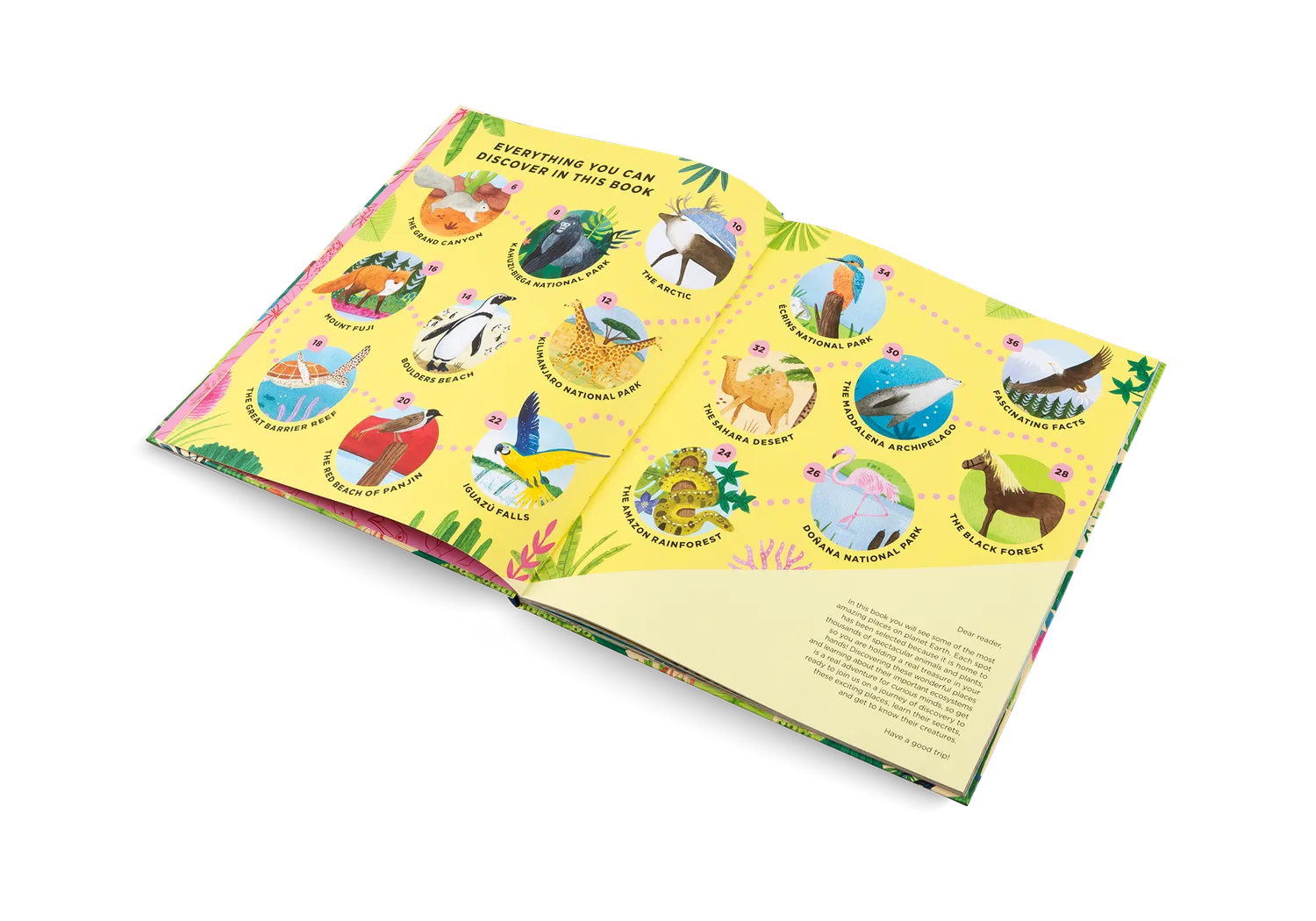 Little Gestalten Animals Everywhere Kinderbuch Artenvielfalt 7 Jahre