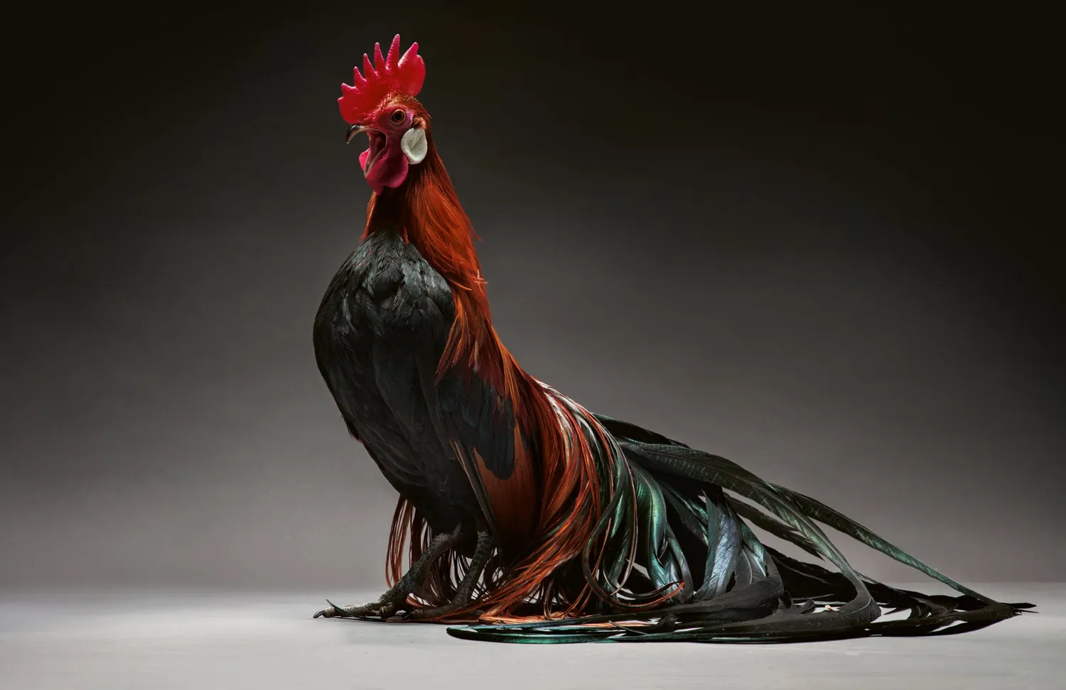teNeues Feathered Elegance Bildband Hühnerrassen