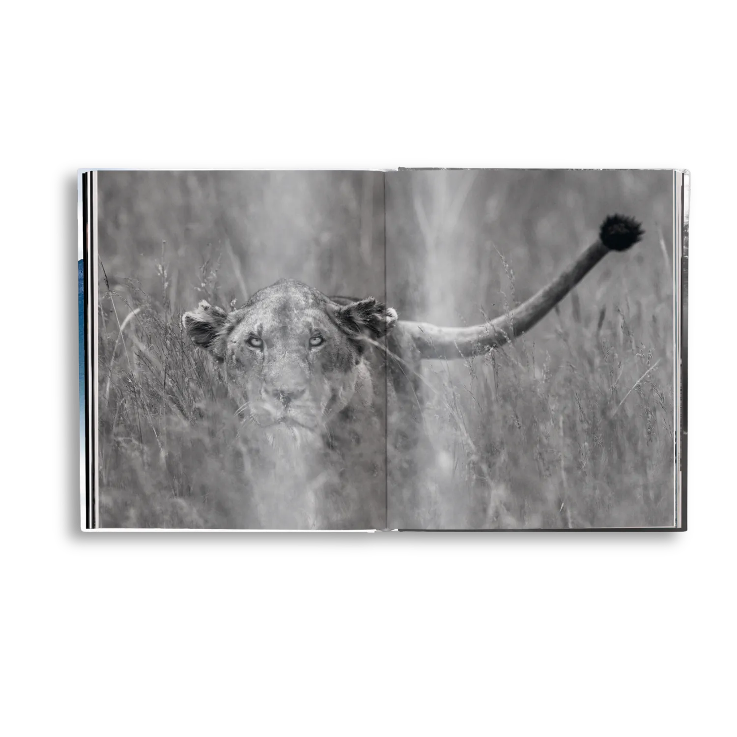 Gestalten Creation Bildband Tierfotografie Harry Skeggs